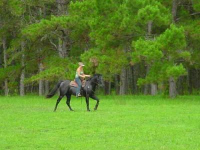 Pasture Trot