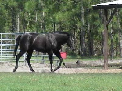 By The Round Pen