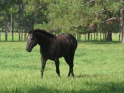 Trotting in the Pasture