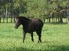 Trotting in the Pasture